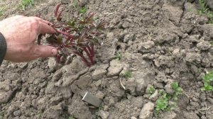 зимняя посадка пионов