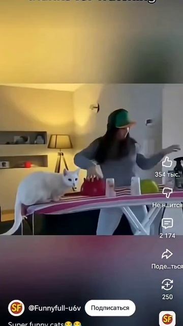 Ржака с котами 🤣🤣🤣 смотреть онлайн