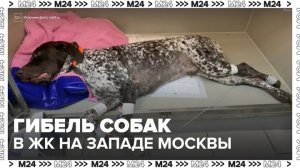Семь собак погибли в жилом комплексе на западе Москвы - Москва 24