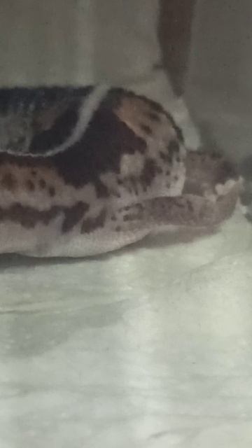 Гемитеконикс Глаша. 23 января 2026 г. смотреть онлайн