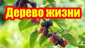Эта ягода обладает большей пользой, чем вино и мясо, но за ее культивацию вас могут оштрафовать