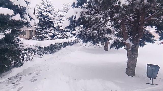снег зима зимний лес VID_20260112_152555 смотреть онлайн