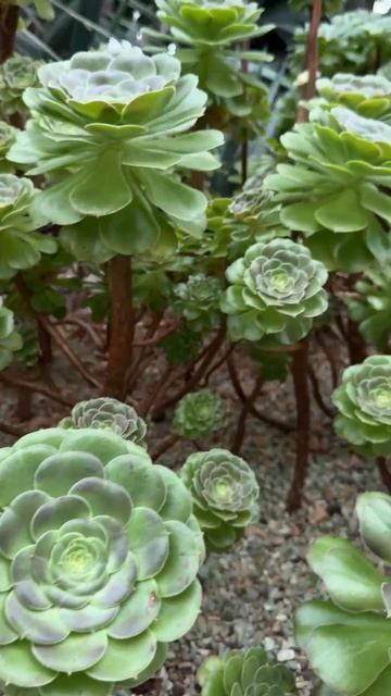 Настоящий лес из суккулентов смотреть онлайн