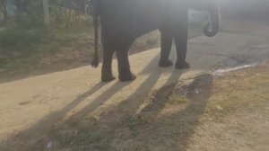 Катание на слонах .Река Квайк.Таиланд