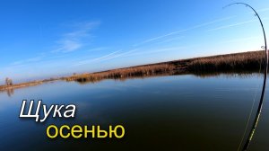 Ловля щуки в конце октября на спиннинг