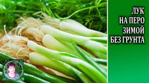 Как вырастить лук на перо зимой без грунта