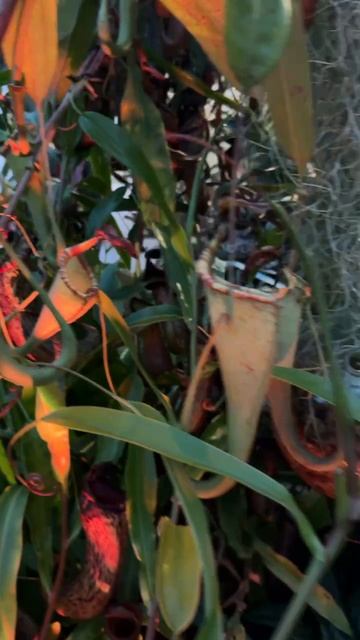 Осторожно! Очень хищное растение смотреть онлайн