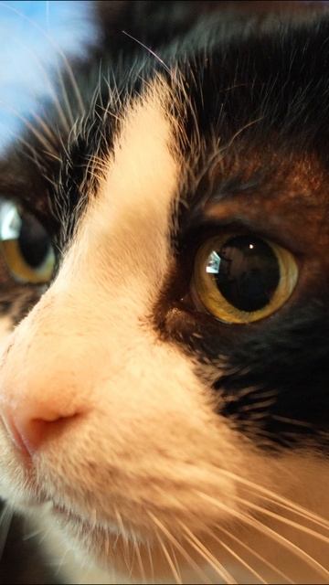 Вы думаете мы спим? смотреть онлайн