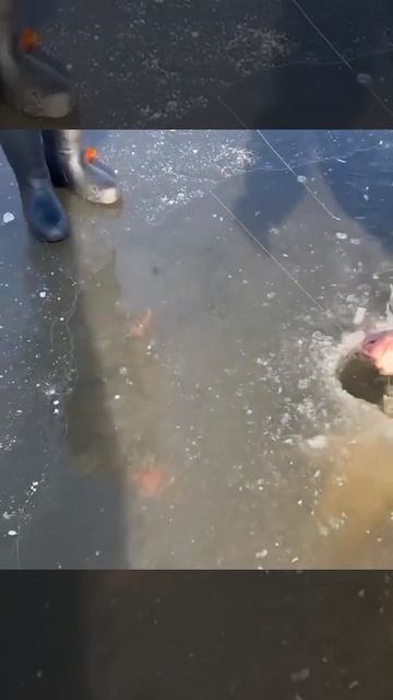 Поймали Белугу смотреть онлайн