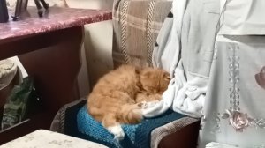 МОЙ ЗАВТРАК И ТАК Я ТУТ СИЖУ КАЖДЫЙ ДЕНЬ.