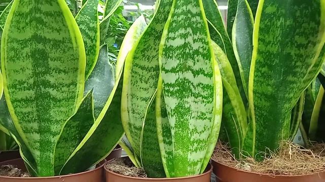 Интересные факты про Сансевиерию и почему она сейчас в тренде