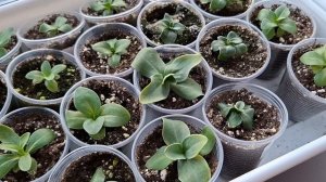 Обзор моих растени🌱☘️что взошло,а что на старте.👍