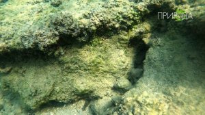 Турция, Средиземное море