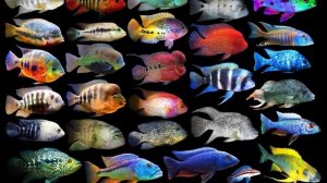 Следим за рыбками