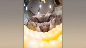 Животные приколы и не только😅