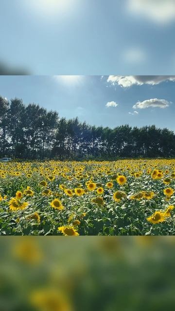 «Зэнгер томан» (композитор Резеда Ахиярова)