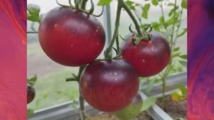 Каталог томатов на 2026 год. Часть 15. СНИЖЕНИЕ цен на СЕМЕНА!  г. Киров.  т. 89229284031