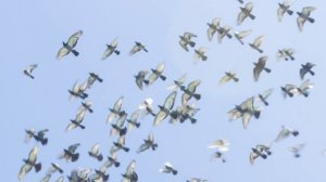 Борис Пастернак «Любить иных - тяжелый крест...» Читает Анатолий Алымов