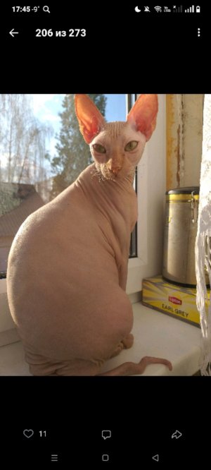 снимаю все комнатные украшения