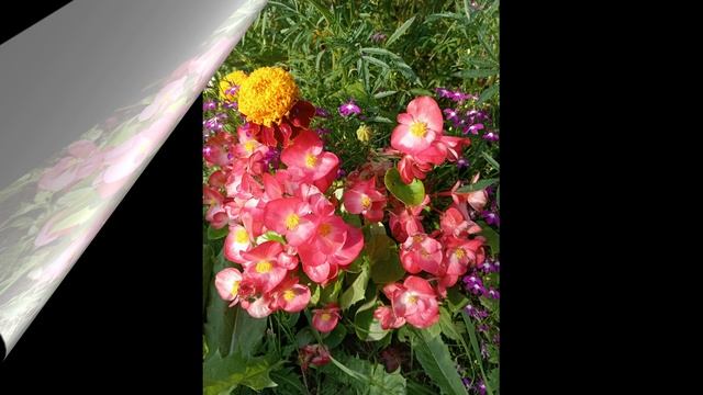 ВЫБИРАЮ СОРТА БЕГОНИИ ВЕЧНОЦВЕТУЩЕЙ. смотреть онлайн