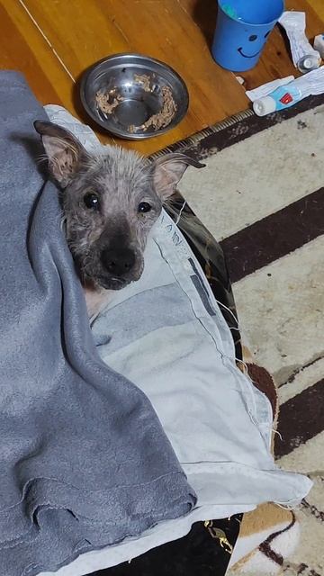 Снежок наблюдает за мной 😂 смотреть онлайн