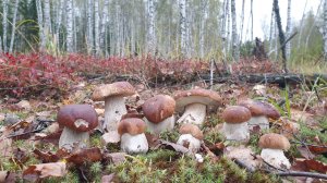 ГРИБНИК НЕ ОЖИДАЛ ! ГРИБ ПИРАТ ! ОСЕННИЕ БЕЛЫЕ ГРИБЫ КРАСАВЦЫ !