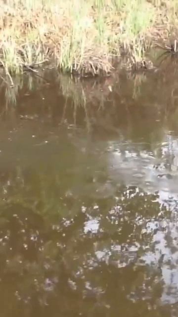 Попалась рыбка 🐠 смотреть онлайн