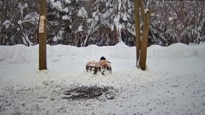 Утром сороки прилетели на завтрак- сало еще есть