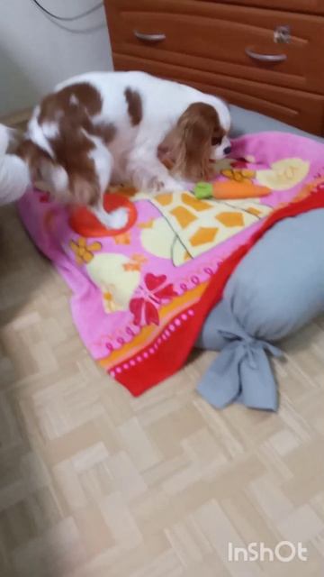 Сколько Белле понадобится секунд чтобы найти вкусняшку? смотреть онлайн