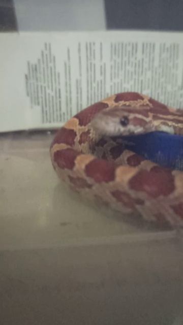 Уже маловат бассейн! Малыши маисового полоза в продаже! смотреть онлайн