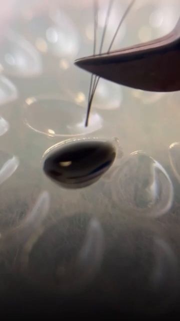 Вы удивитесь как просто работать лэшмастером! смотреть онлайн