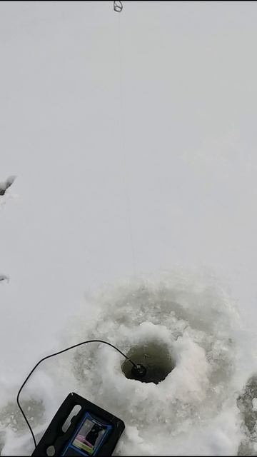 ЭТА ПРИМАНКА МЕНЯ НЕ ПОДВОДИТ ПО СУДАКУ смотреть онлайн