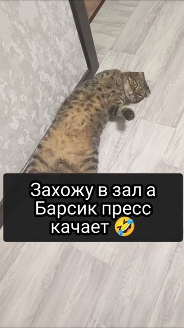 Плюшевый Барсик юмор