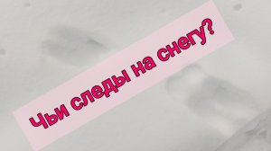 Чьи следы на снегу?