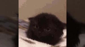 VID-20240918-WA0008.mp4