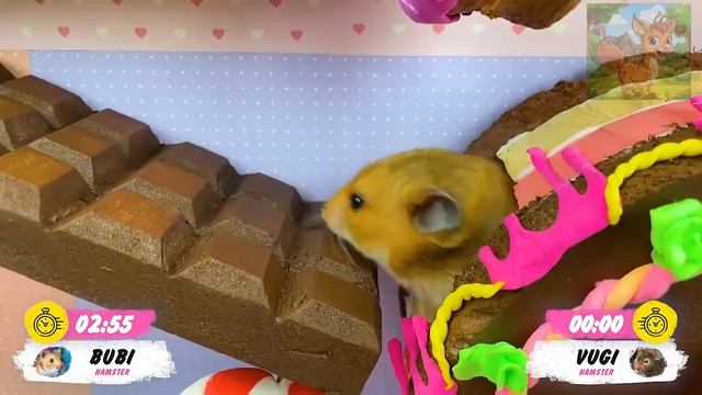 Маленький хомячок прибывает на тренировочную площадку на американских горках; сегодняшнее испытание смотреть онлайн