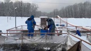 Запуск форели