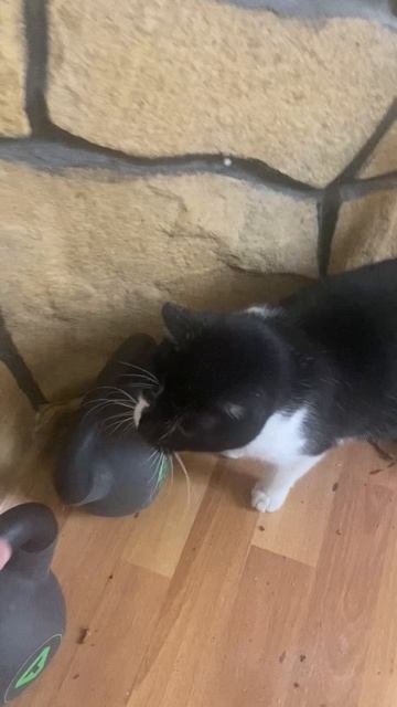 Матрешка ловит мышку и упускает ее смотреть онлайн