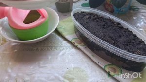 Сеем ,сеем И снова рассада перца.