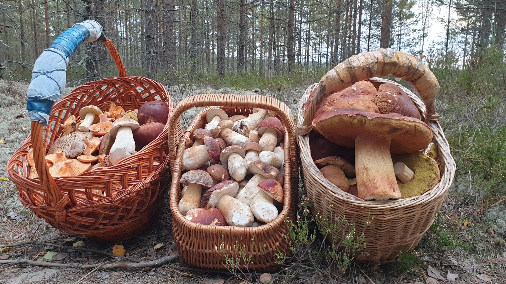 ГРИБ ПАПАН И БУГРОВАЯ СВИТА ! ПРАЗДНИЧНЫЕ БЕЛЫЕ ГРИБЫ БОРОВИКИ ПОДАРИЛ БОР ! смотреть онлайн