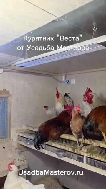 Зимний курятник Веста отзыв о тёплом курятнике от Усадьба Мастеров. смотреть онлайн