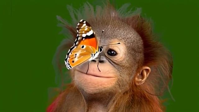 А вот теперь можно свататься идти_encoded смотреть онлайн