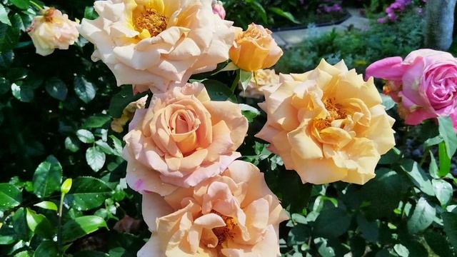 Из дождливого лета приветы 🐈🌹🐈⬛ #роза Пароле и #роза Суламифь смотреть онлайн