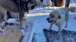 Морозы отступают Работы будет много