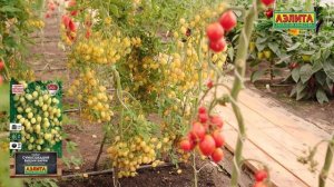 Уникальный сорт желтых черри! Шикарные кисти томата СУМАСШЕДШИЕ ВИШНИ БАРРИ