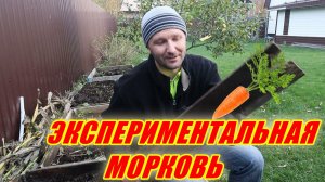 Как посадить морковь? Есть секреты!