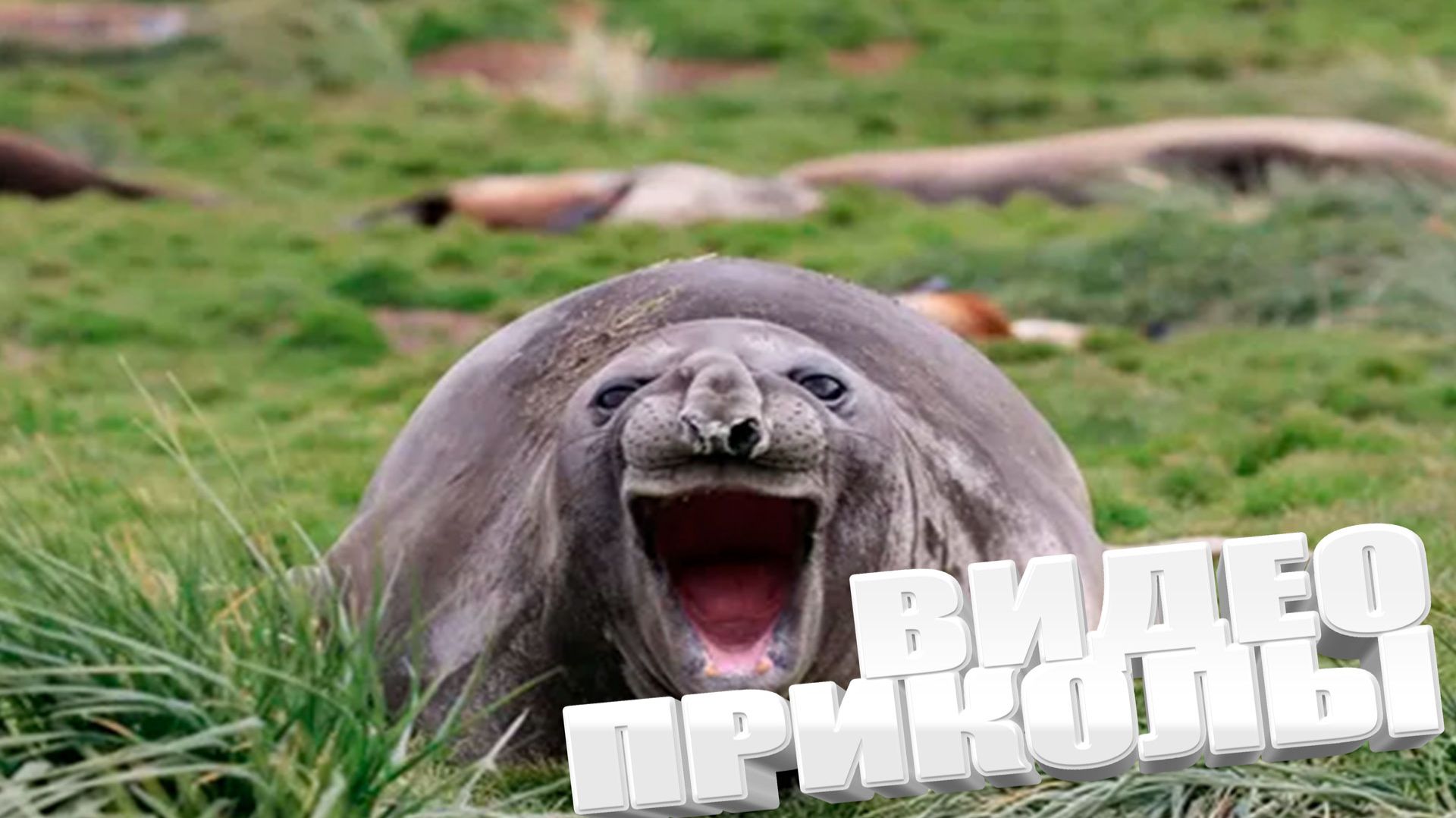 ЛУЧШИЕ ПРИКОЛЫ 2025 | ПРИКОЛЫ 2025 | СВЕЖИЕ ПРИКОЛЫ 2025 | РЖУ НЕ МОГУ | смотреть онлайн