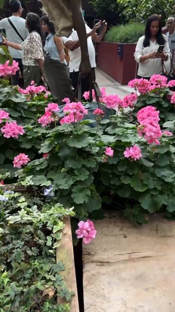 Дом цветов в Садах у залива. Южная Африка смотреть онлайн