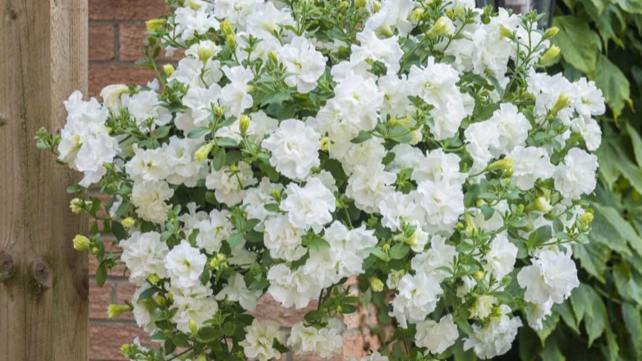 Петуния вегетативная. Обработка от вредителей. смотреть онлайн