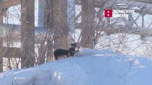 В Томске появился необычный чат